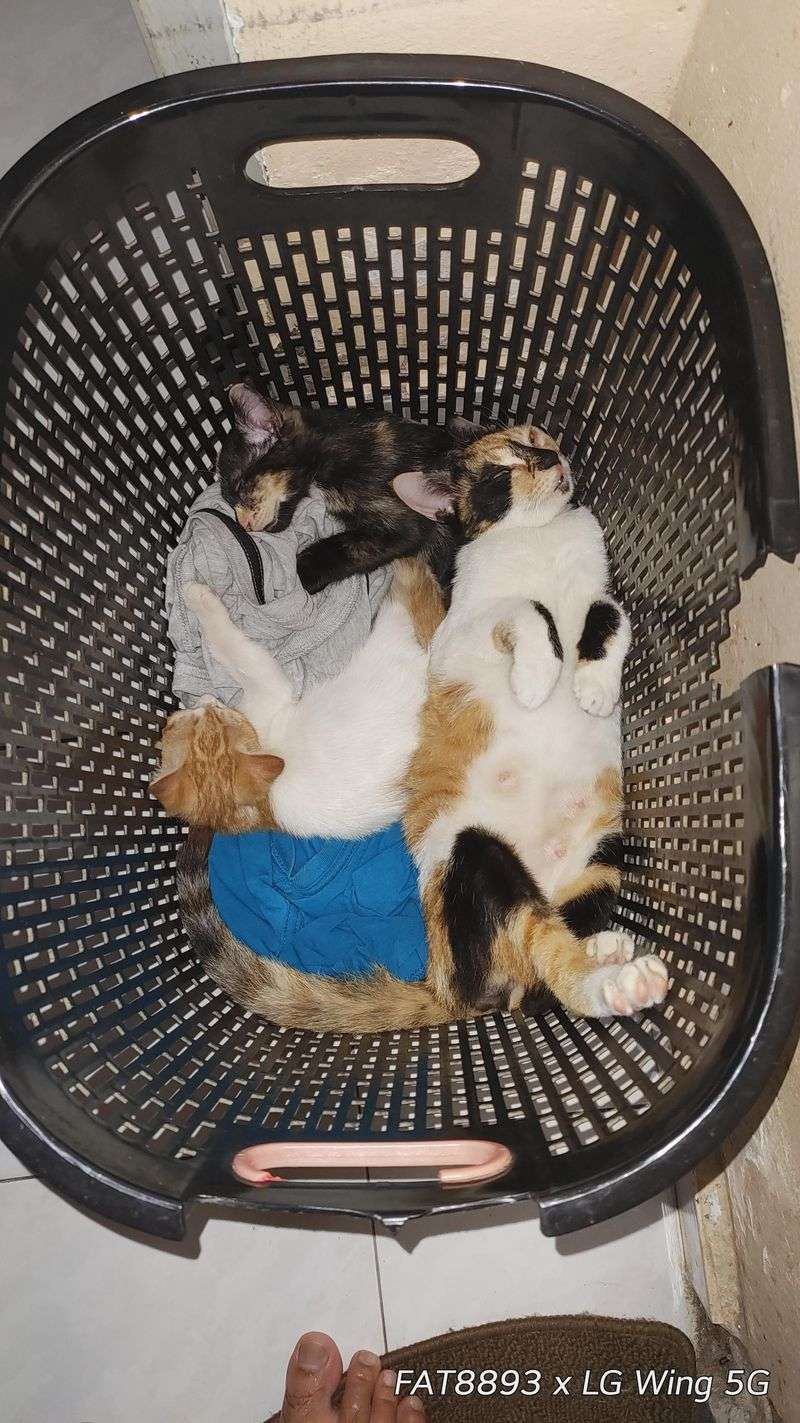 Laundry Baskets: The Cozy Fabric Fortress