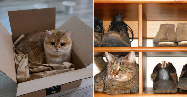 10 Unusual Hiding Spots New York Cats Can’t Resist (Even In Tiny Homes)