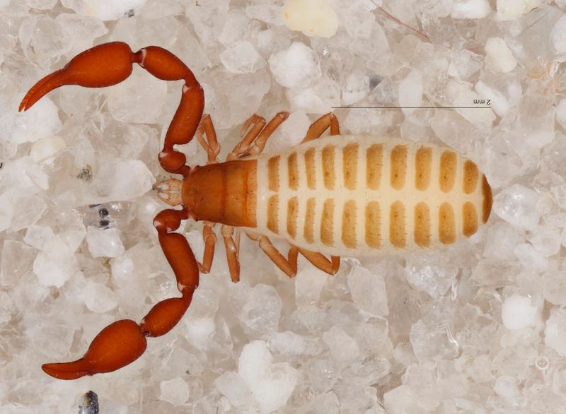 Tooth Cave Pseudoscorpion: The Tiny Cavern Hunter