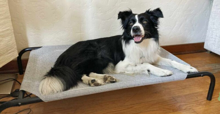 10 Ways To Help Your Dog Stay Cool And Safe During Texas Summers
