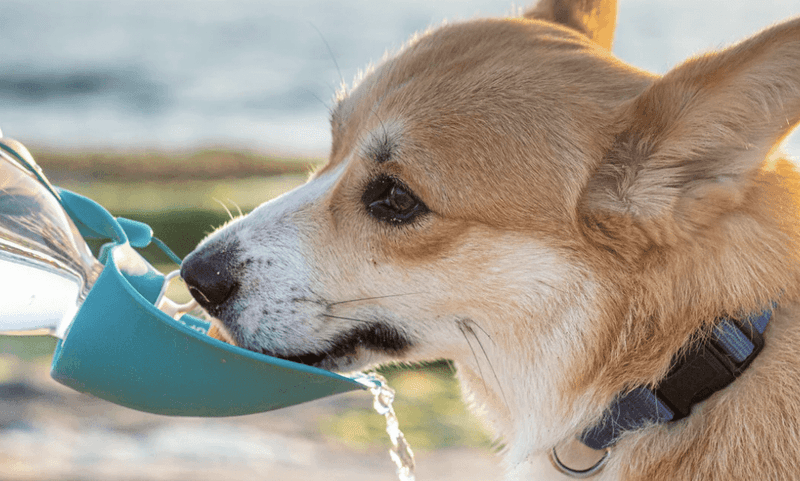 Provide Fresh Water