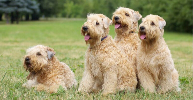 11 Allergy-Friendly Breeds Illinois Families Turn To & The Science Behind Low Dander