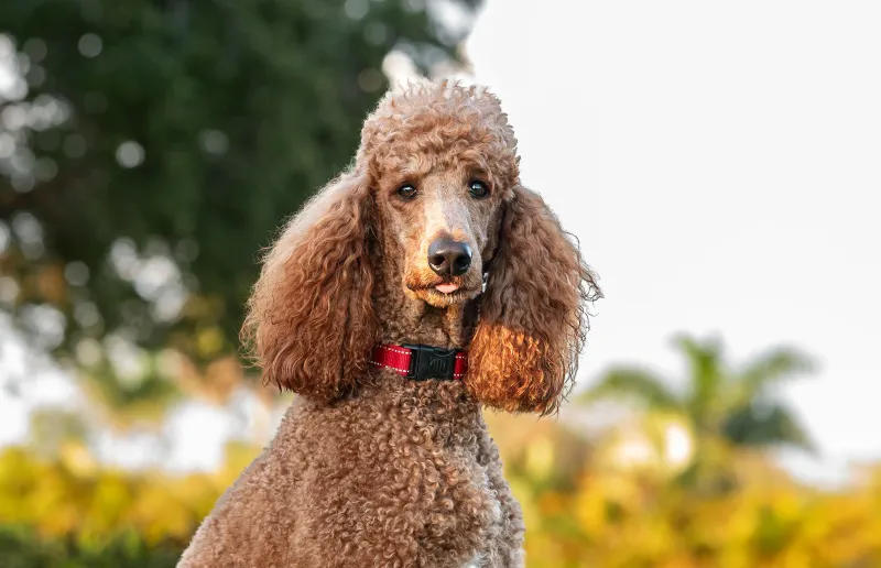 Poodles: The Curly-Haired Classics