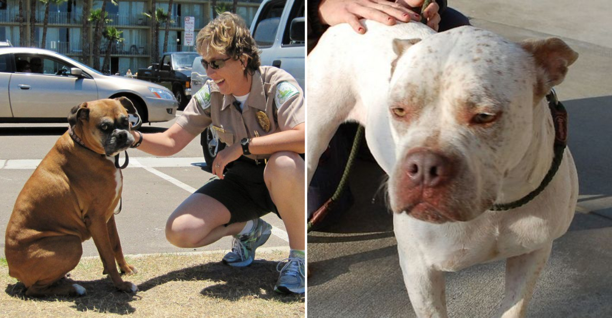 11 Dog Laws In California That Spark Big Debates Among Pet Owners