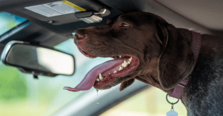 11 Frequent Mistakes Dog Owners In Florida Make And How To Prevent Them