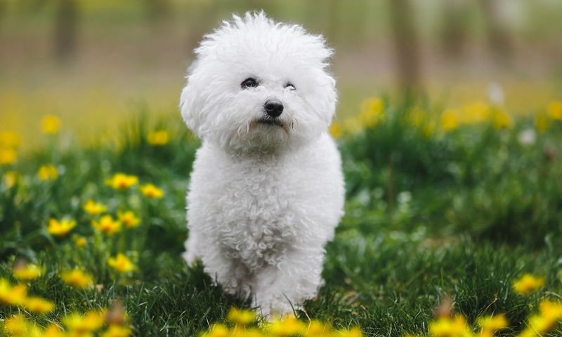 Bichon Frise: Cloud-like Companions with Minimal Health Concerns