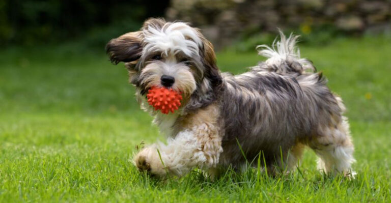 11 Senior-Friendly Dog Breeds Ideal For Massachusetts Retirees (Here’s Why Vet Bills Stay Lower)