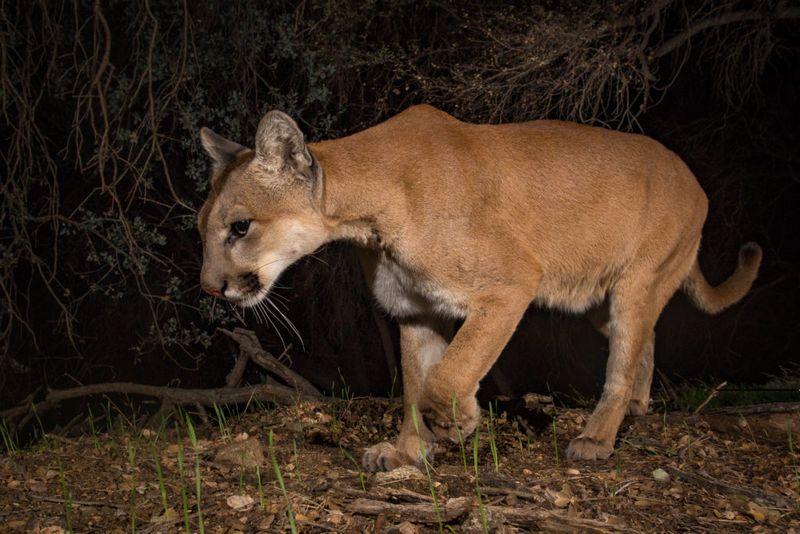 California Is Home To Several Wild Cat Species