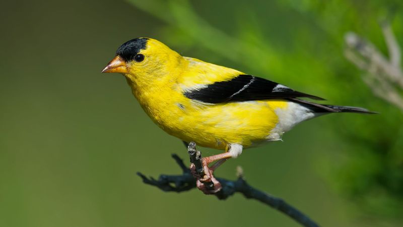 American Goldfinch (Spinus tristis)