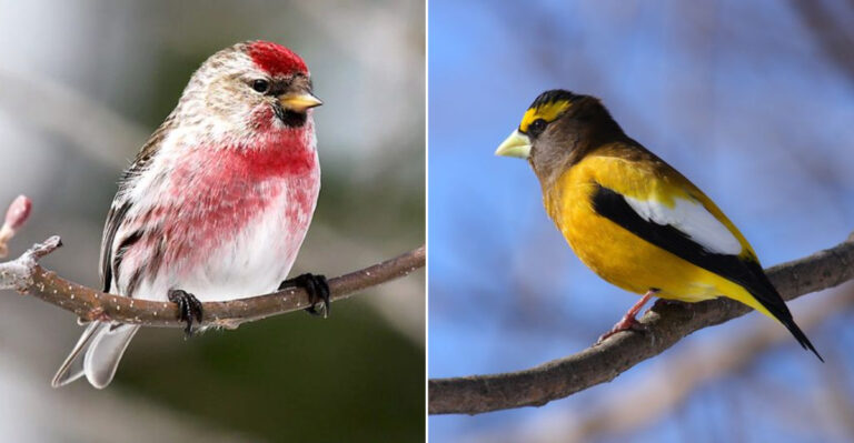 11 Types Of Finches Found In Missouri: A Complete Guide For Birdwatchers