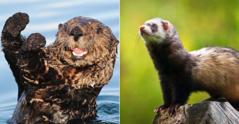 11 Unexpected Similarities Between California’s Sea Otters And Pet Ferrets