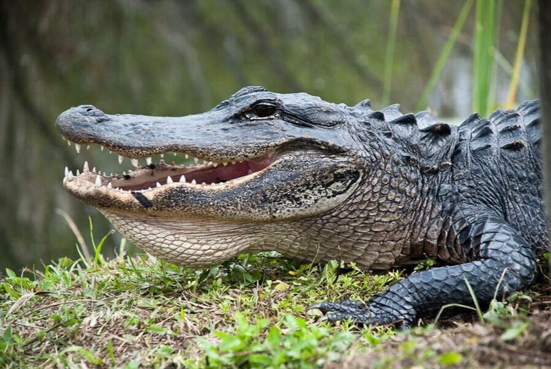 Jaw-Dropping Moments With American Alligators