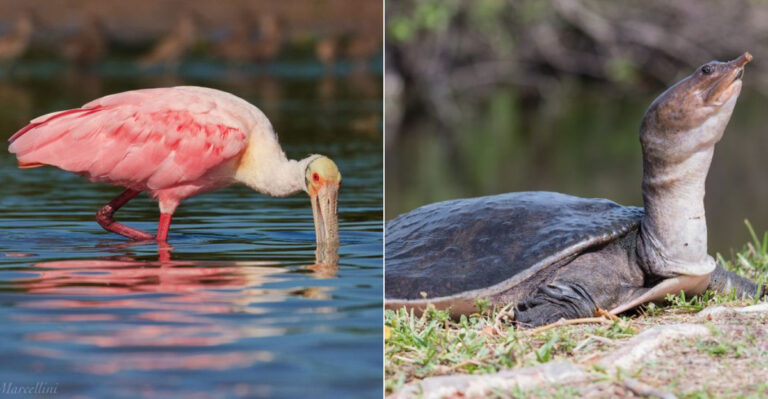 11 Wildlife Encounters With Everglades Residents In Everglades National Park, Florida