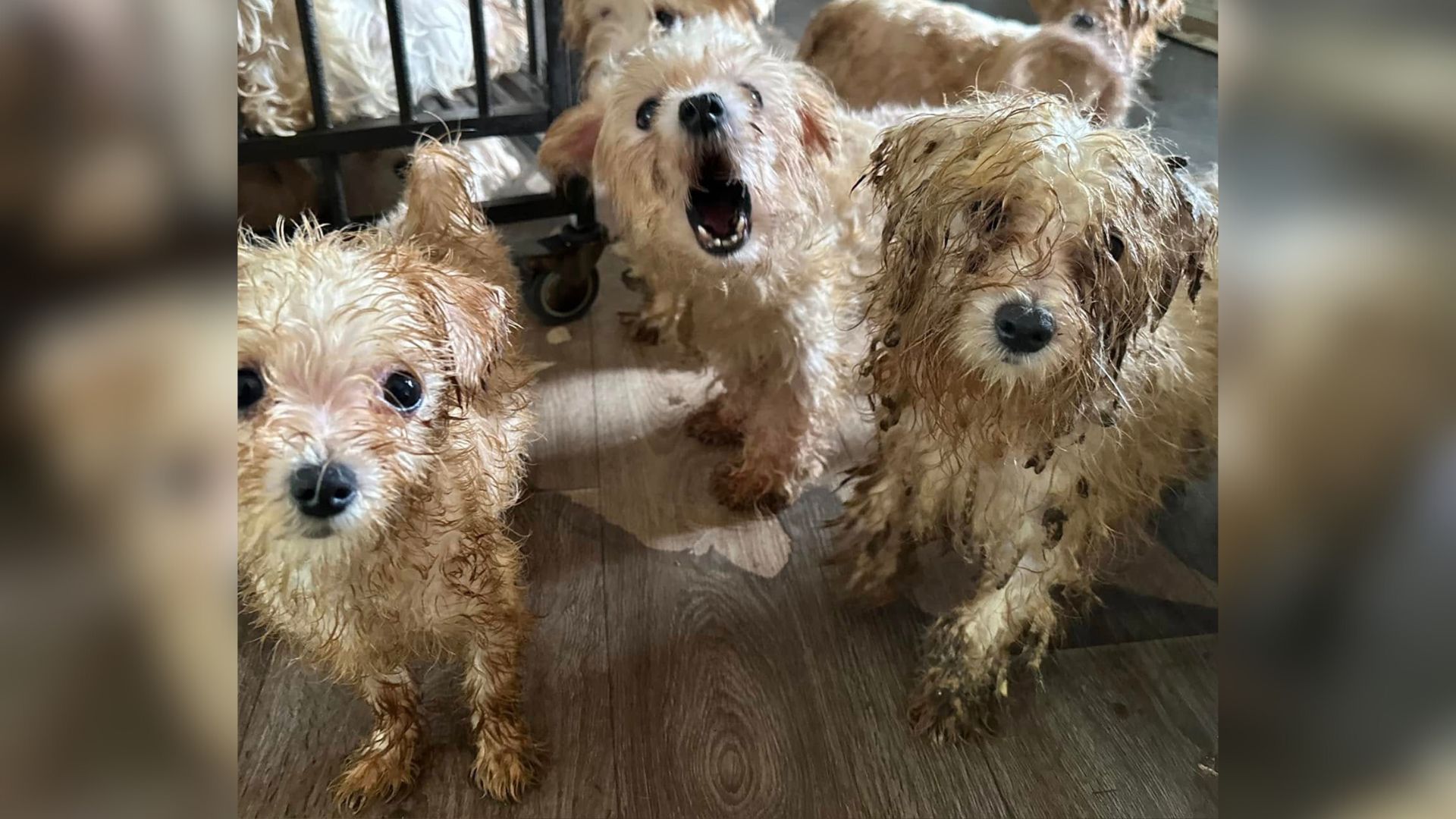 many dogs