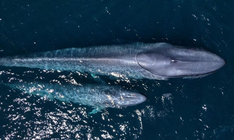 Blue Whale: Ocean's Gentle Giant