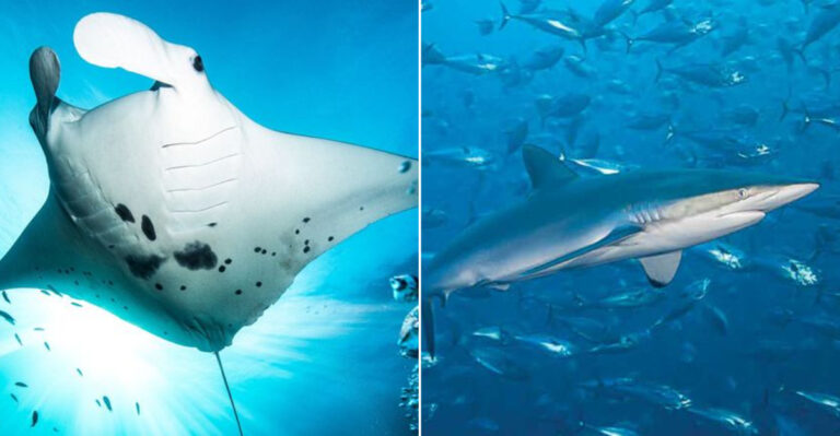 12 Amazing Animals Found Just Off The Coast Of Baja California