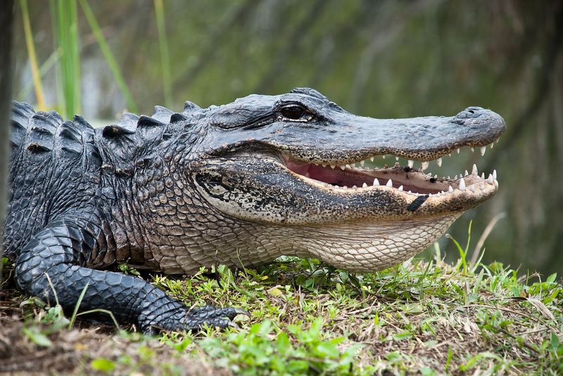 American Alligator: Florida's Prehistoric Icon