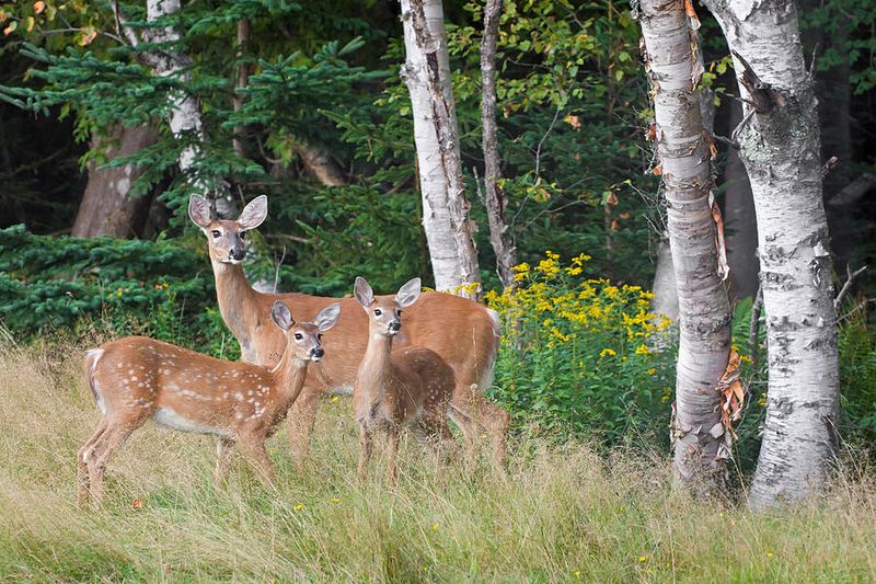 White-tailed Deer