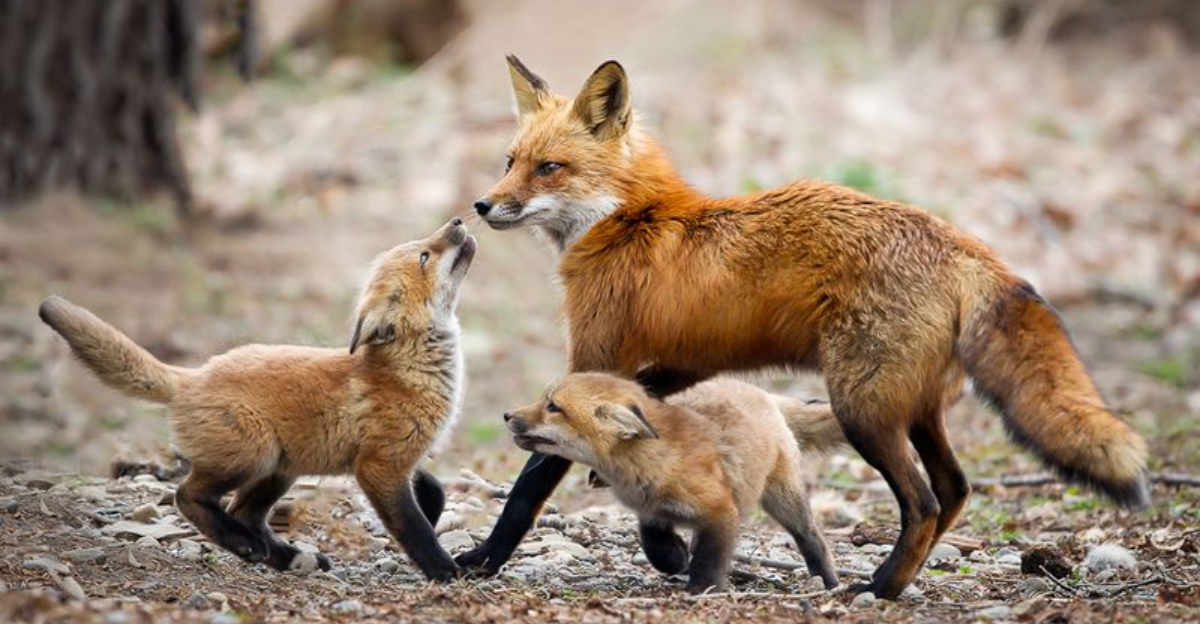 12 Animals You Might Spot In Acadia National Park, Maine
