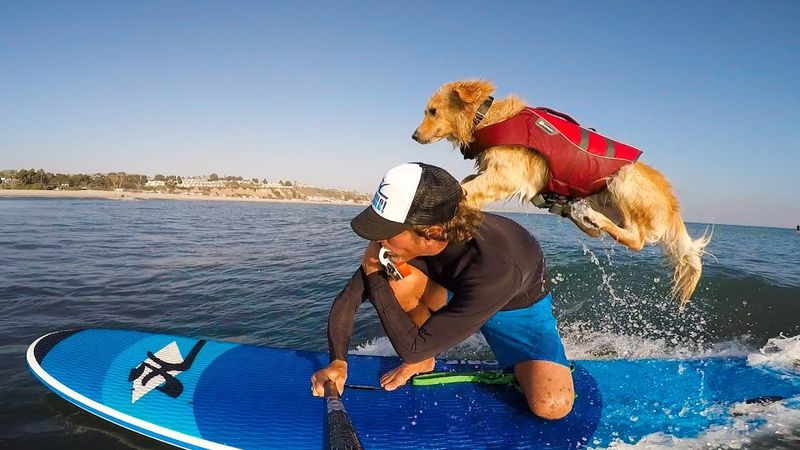 Golden Retriever: The Beach Bum Buddy