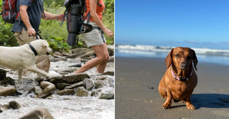 12 Dog Breeds That Truly Understand The California Lifestyle