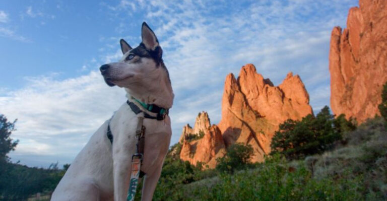 12 Dog-Friendly Hiking Trails Every Colorado Pet Parent Needs On The Weekend Agenda