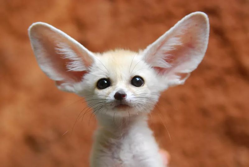 Fennec Fox (Vulpes zerda)