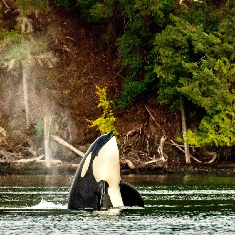 Orca