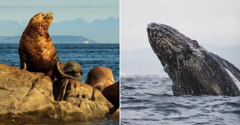 12 Famous Marine Animals You’re Likely To See Along Washington’s Coastline This Summer