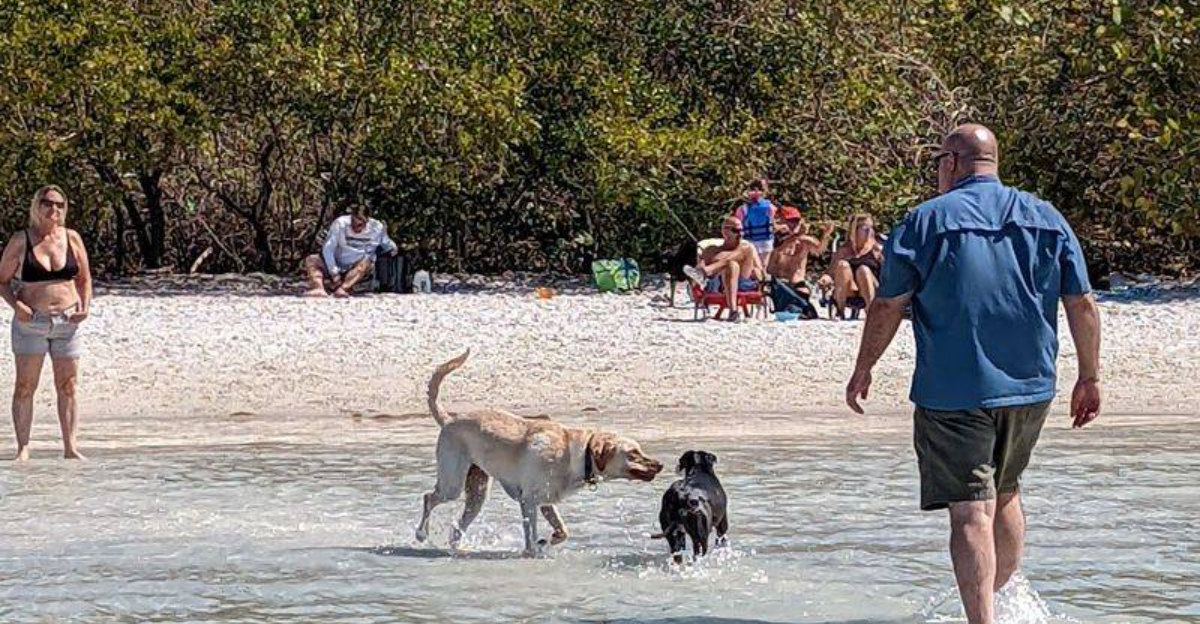 12 Florida Beaches That Let Your Pup Run Free And Enjoy The Waves