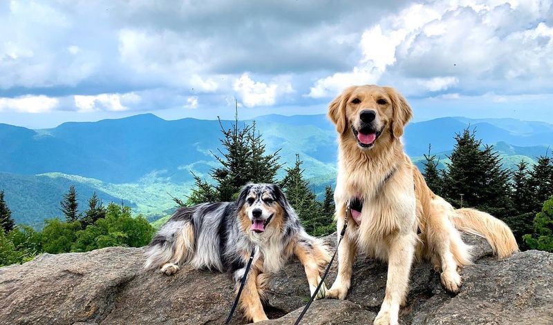 Asheville: Mountain Paradise for Pups