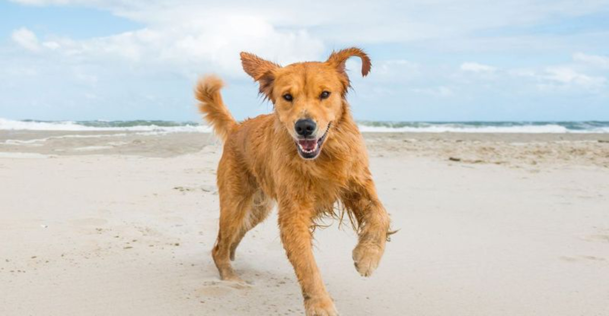 12 Ideal Cities for Dog Owners In North Carolina (With Parks And Pet-Friendly Features)