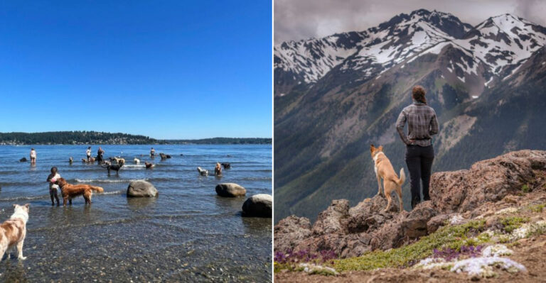 12 Mind-Blowing Animal Facts About Pet Life In Washington
