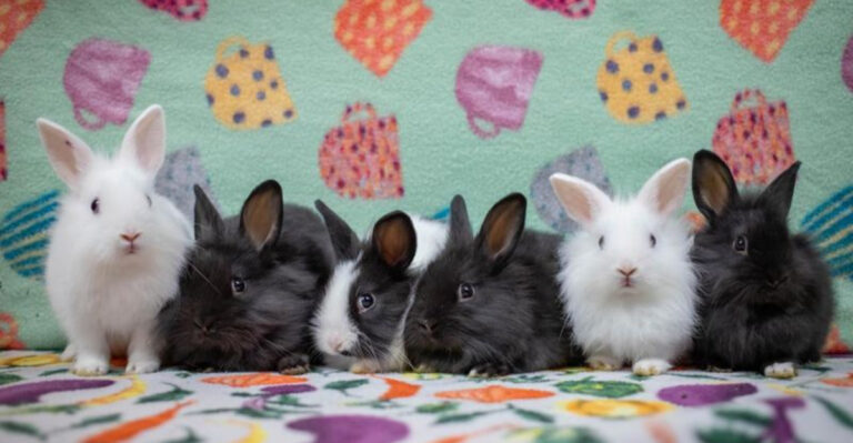 12 Reasons California Is A Bunny Paradise (And What New Owners Need To Know)