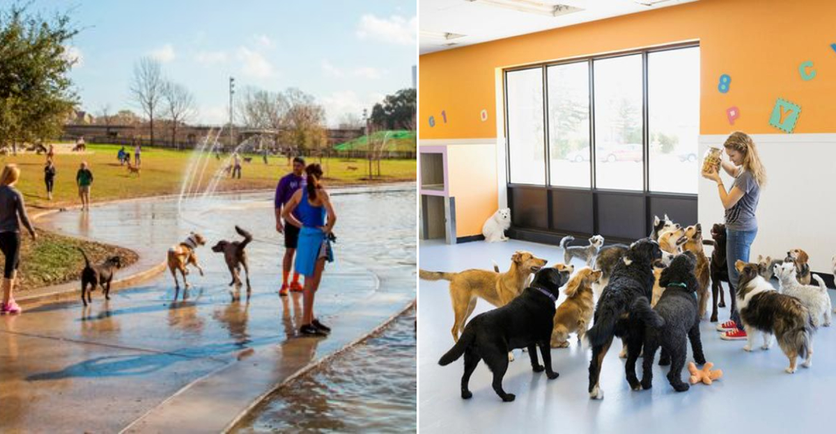12 Reasons Texas Stands Out As One Of America’s Most Dog-Loving States