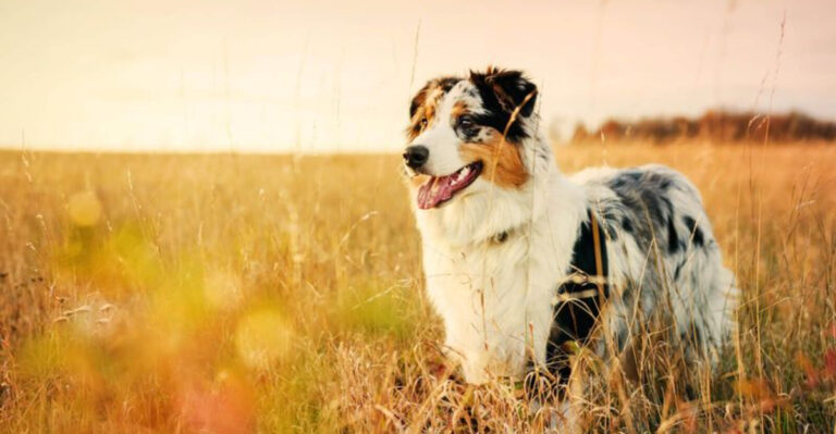 12 Reasons Why Australian Shepherds Are Ideal Adventure Dogs For New Mexico