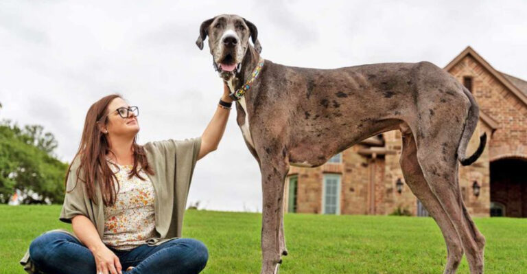 12 Reasons Why Great Danes Thrive In Spacious Texas Homes
