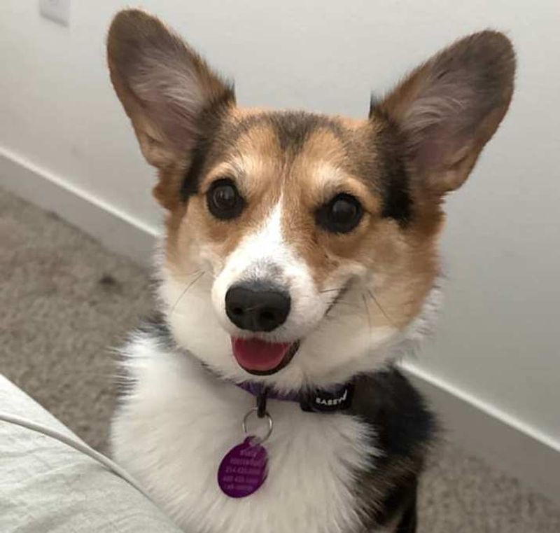 Statewide Network Of Active Corgi Clubs
