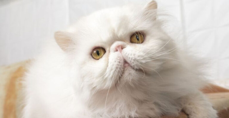 12 Reasons Why Persian Cats Are Flourishing In Arizona’s Peaceful Desert Homes