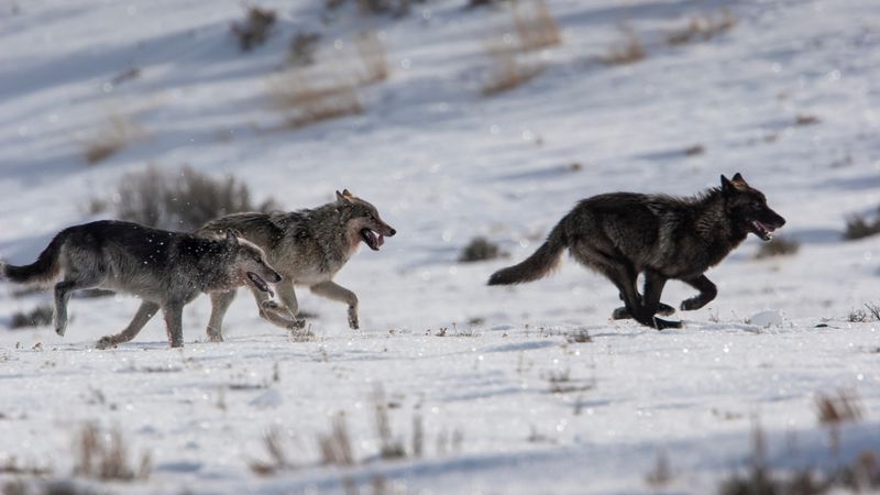 Gray Wolves: Yellowstone National Park