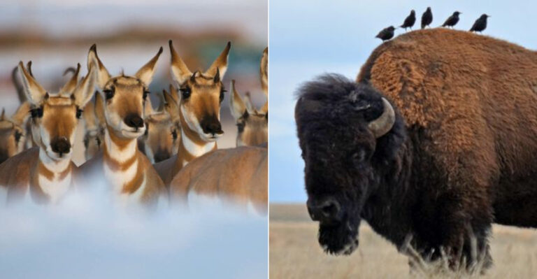 12 Species Reintroduced To U.S. National Parks