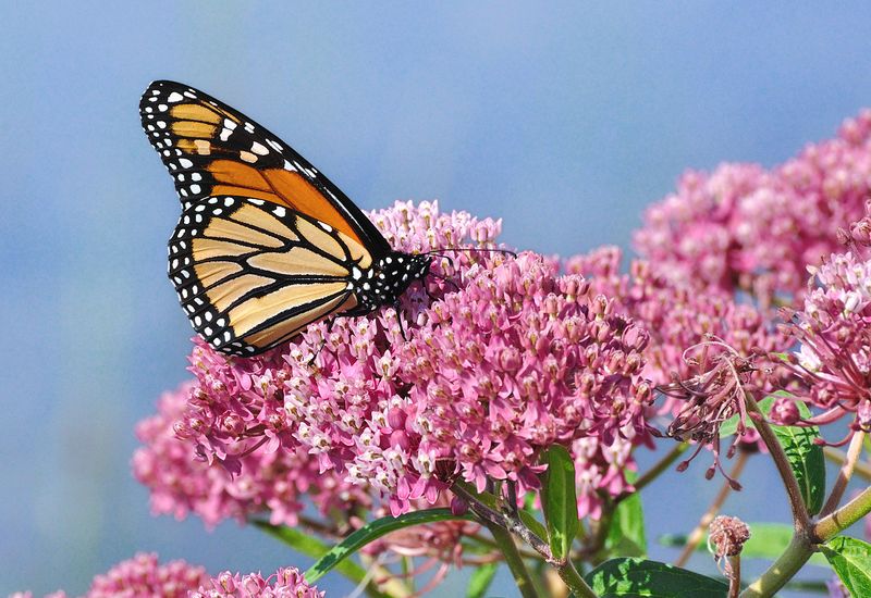 Monarch Butterfly: The Royal Wanderer