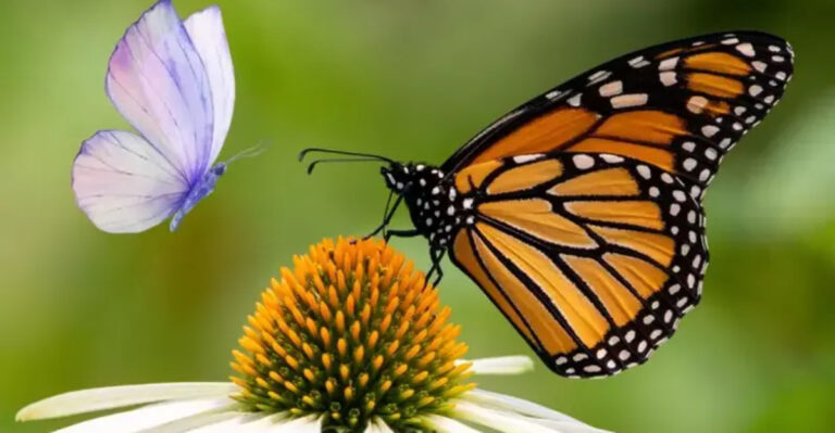 12 Stunning Butterfly Species Flourishing In New Jersey’s Suburbs