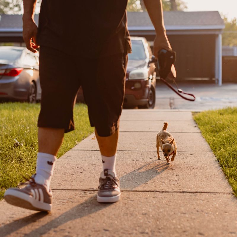 California's Urban Pet Squeeze