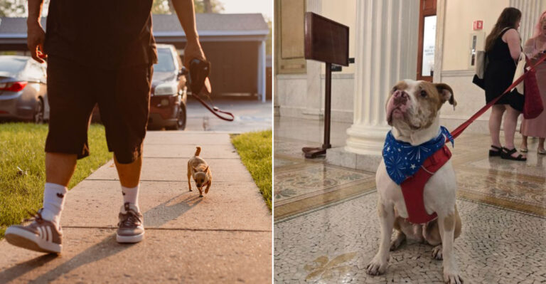 12 U.S. States Where It’s Getting Harder To Raise A Dog In 2025