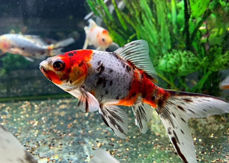 Goldfish: The Original Cold Water Champions