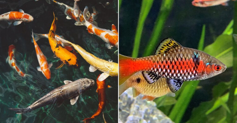 13 Cold-Tolerant Fish Perfect For Illinois Homes (Plus Tips To Keep Them Thriving)