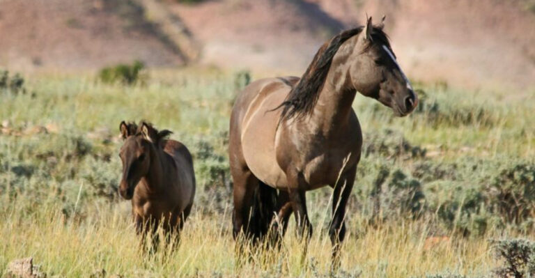 13 Enchanting U.S. Locations To Watch Wild Horses Roam Free