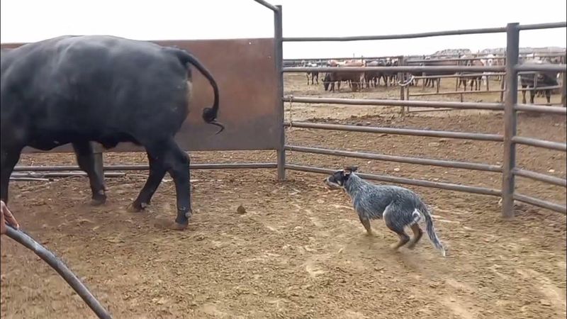 Australian Cattle Dog: The Tireless Blue Heeler