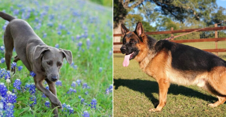13 Energetic Dog Breeds That Thrive On Texas Ranches (Plus Smart Training Hacks For New Herding Owners)